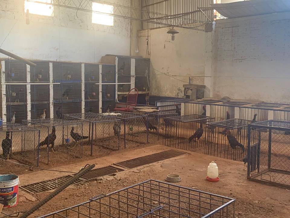 La Nación / Allanan casa por presunta cría de gallos de riña en Lambaré
