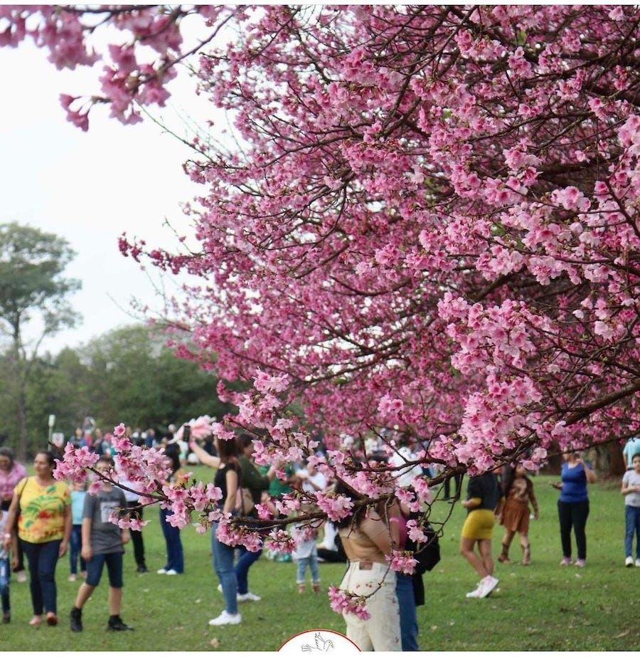 Japón se llena de cerezos en flor: ¡Es época de Hanami!