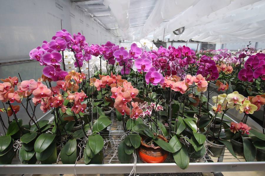 La Nación / Preparan feria de orquídeas para regalar “un detalle que  perdura” por el Día de la Madre