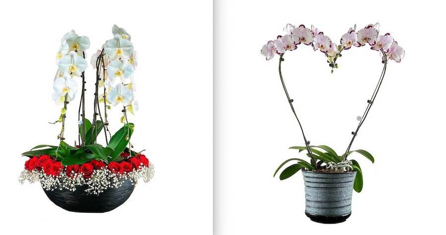 La Nación / Las orquídeas de Keiki: Lucite con ellas en el Día de los  Enamorados