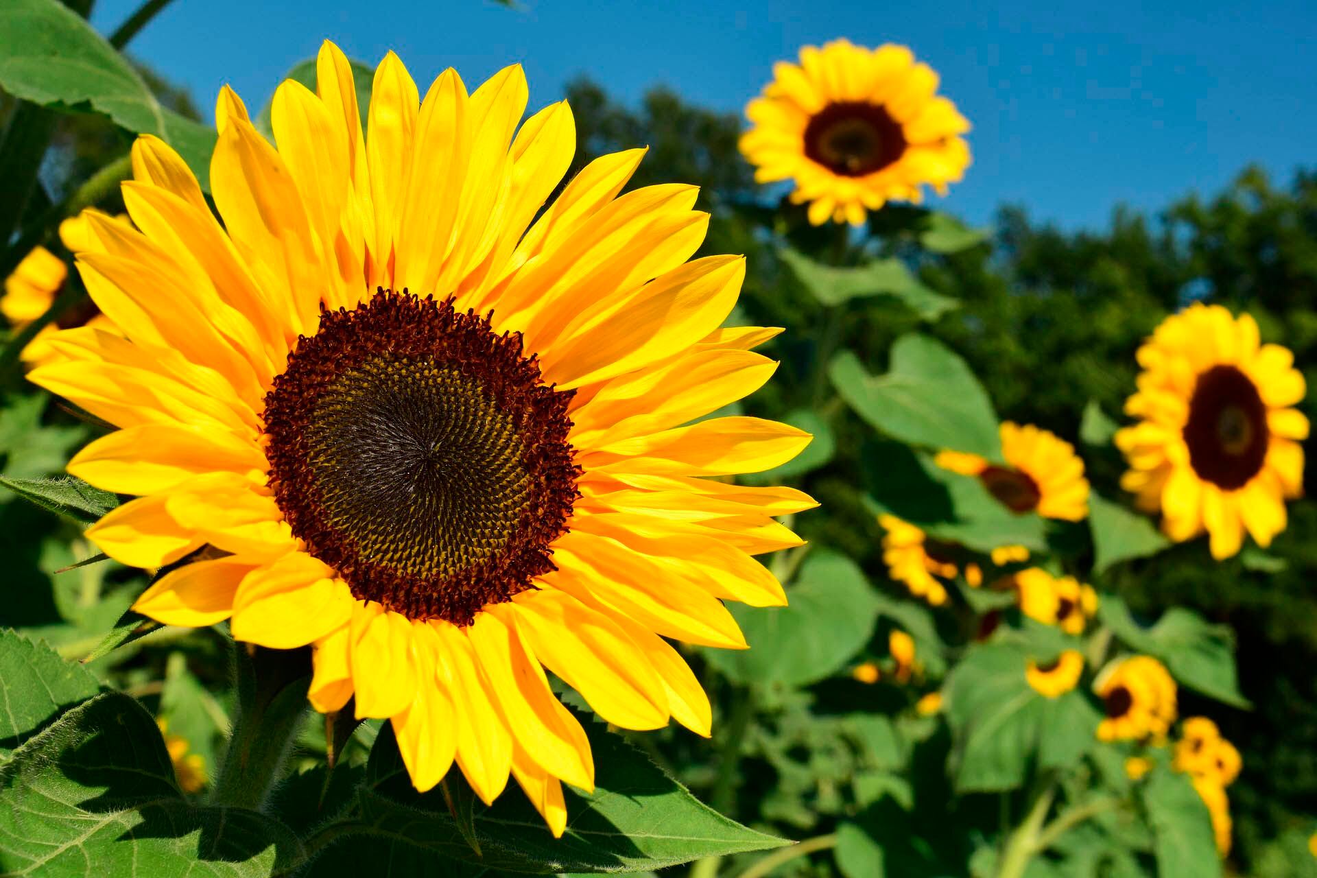 La Nación / Iluminá tu jardín con alegres girasoles