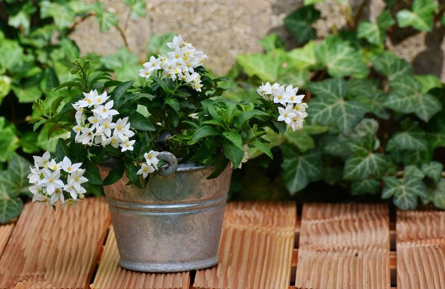 La Nación / Plantas más resistentes para tu balcón o terraza