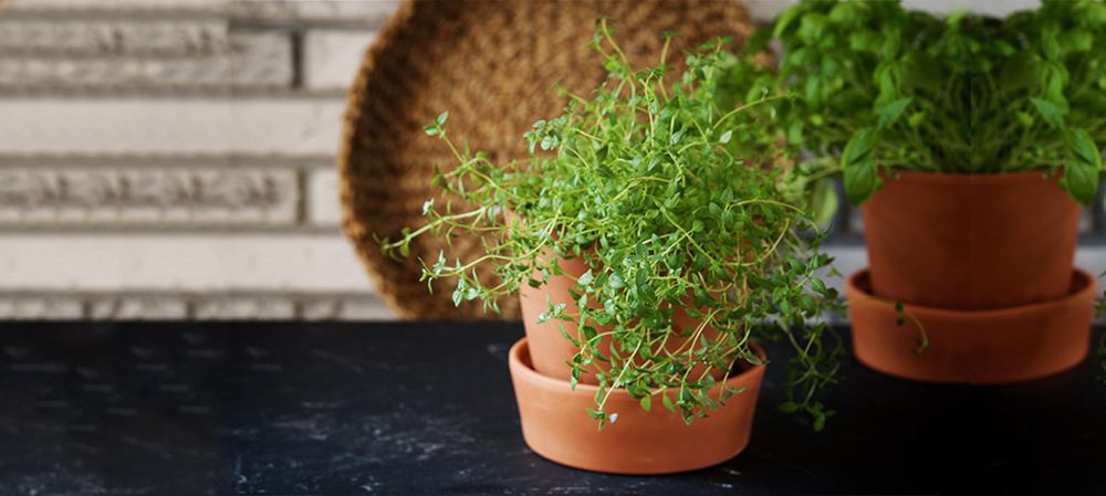 Cinco plantas diminutas para el interior de tu hogar | Revista VOS