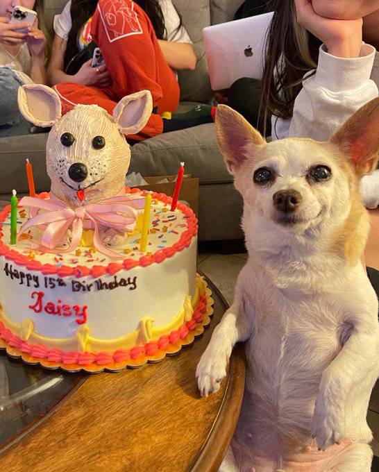 La Nación / Celebra los 15 años de su perrita Daisy y se vuelve viral