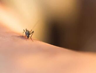 Picadura de mosquito. Foto archivo.