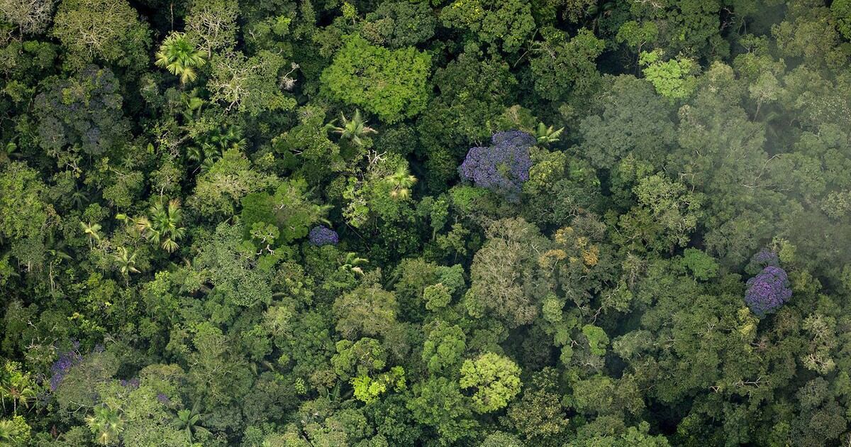 La Nación En 2018 Se Destruyeron 12 Millones De Hectáreas De Selvas Tropicales 