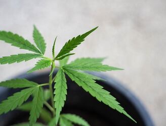 La Corte Suprema formó una mayoría a favor de dejar de considerar delito el porte, cultivo y consumo de cannabis para uso personal. Foto: Ilustrativa