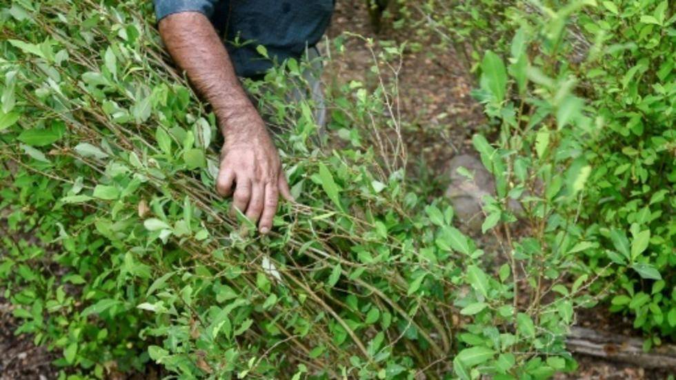 La Nacion Colombia Reanudara La Fumigacion Aerea