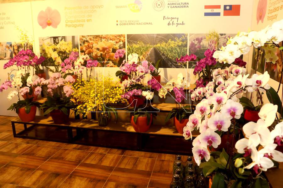 La Nación / Preparan feria de orquídeas para regalar “un detalle que  perdura” por el Día de la Madre