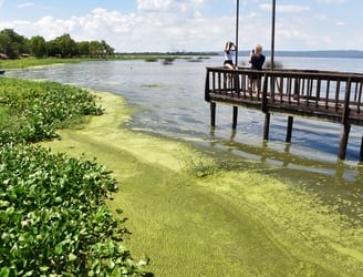 Desde hace años, el lago Ypacaraí es atacada por cianobacterias. Foto: Archivo