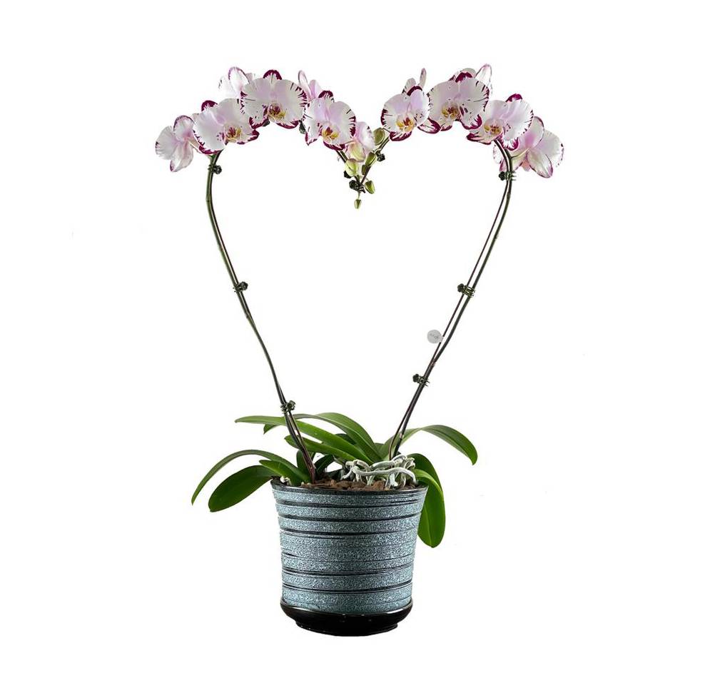 La Nación / Keiki te da la mejor opción por San Valentín: ¡Regalá amor con  una orquídea!