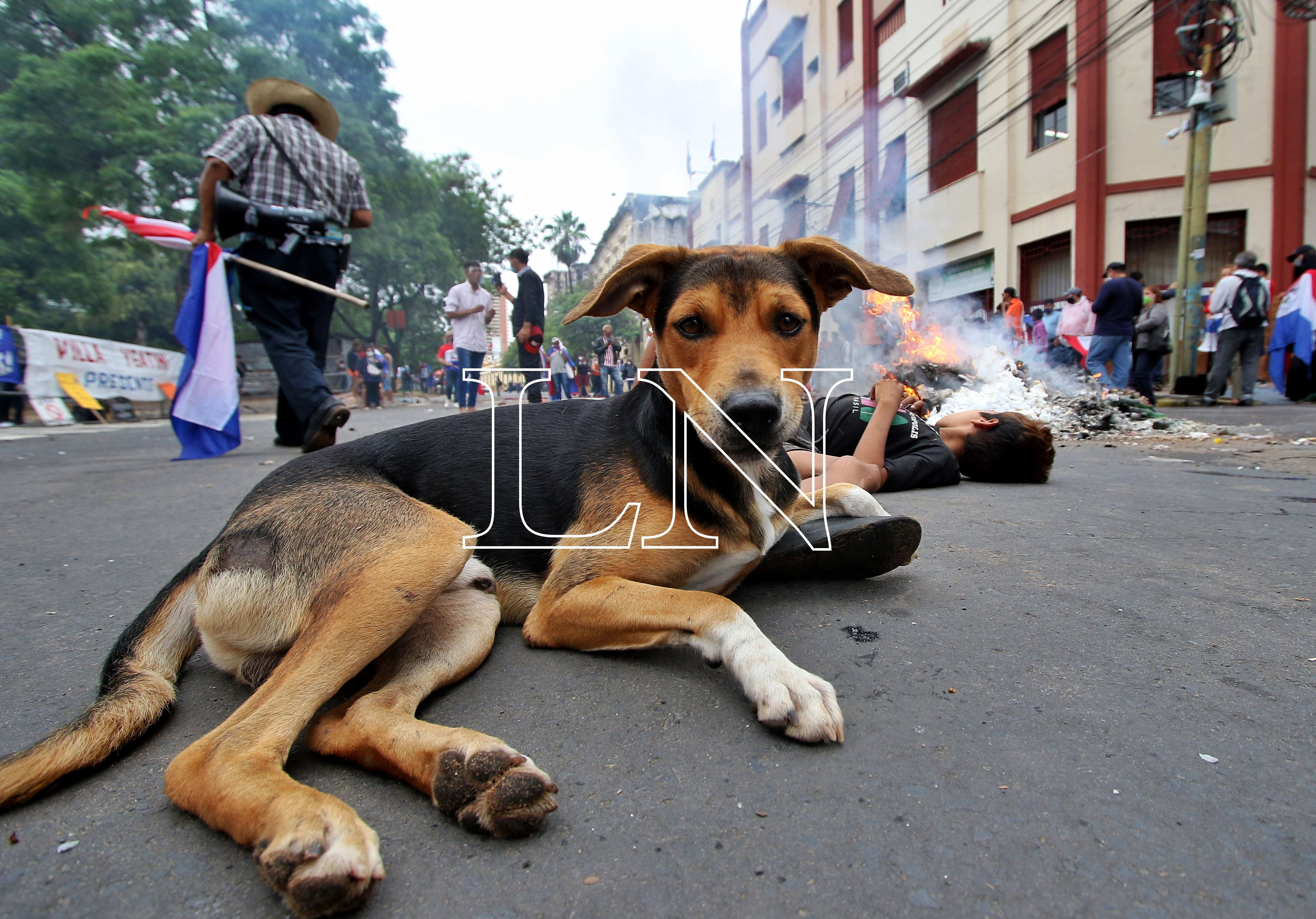 los perros tienen cuatro patas o brazos