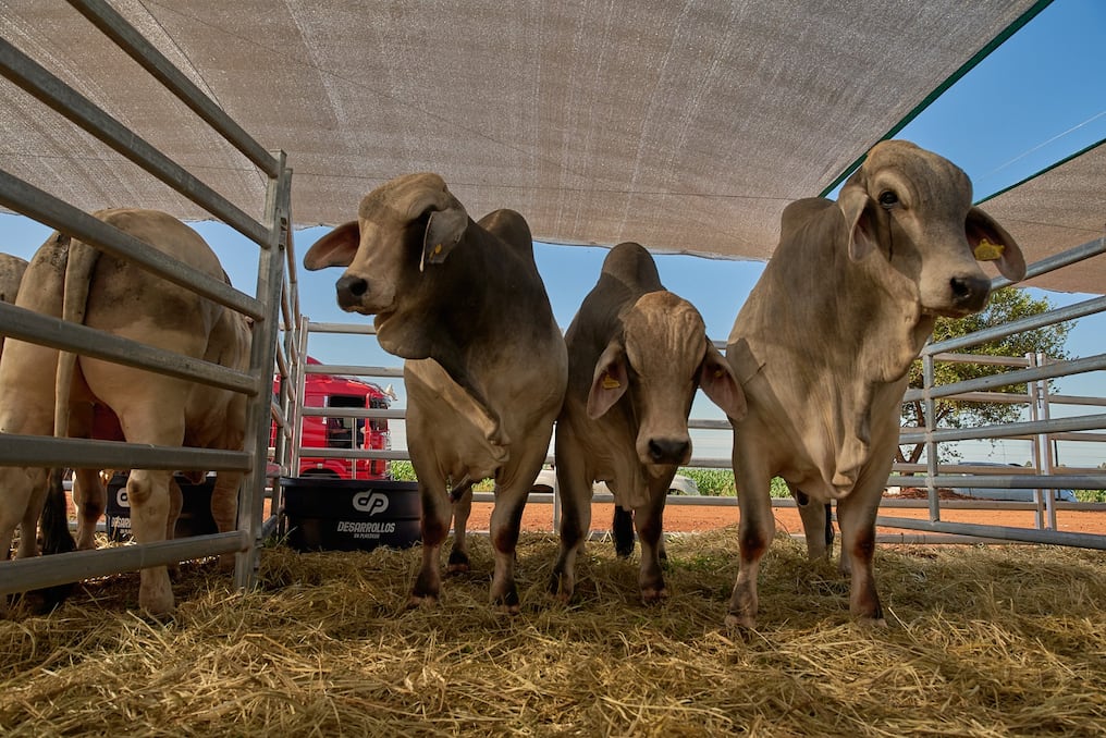 También habrá novedades en producción animal, principalmente en los avances de los sectores cárnico y lácteo.Foto: Gentileza