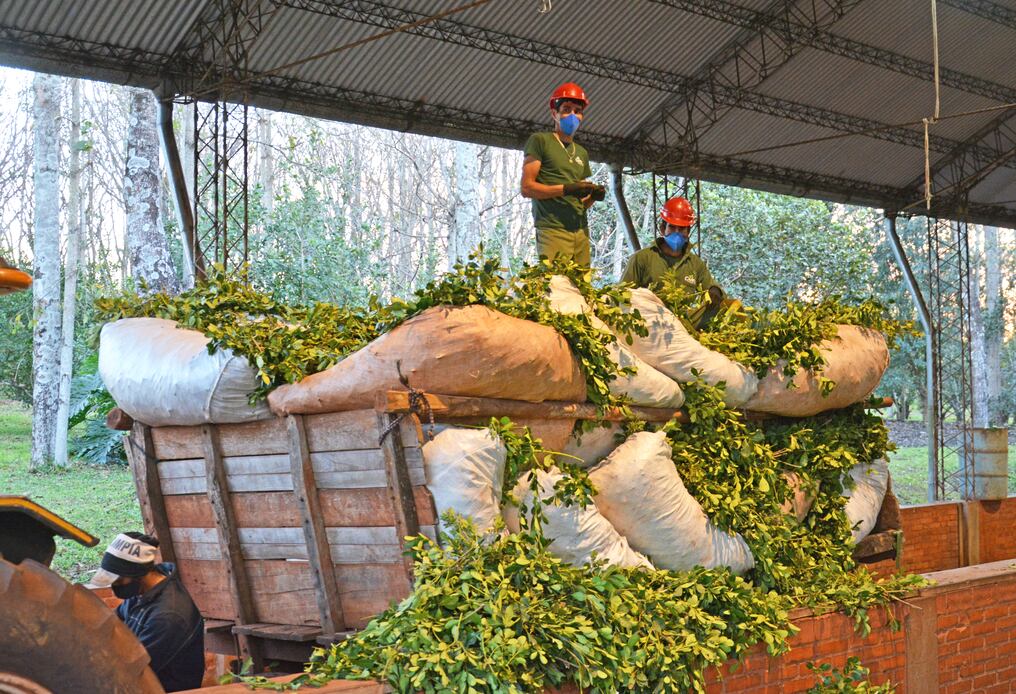 La yerba mate es uno de los rubros principales de producción de la ciudad. Foto: Gentileza