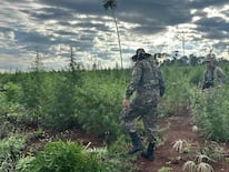 Varias plantaciones de marihuana fueron destruidas durante el operativo. Foto: Gentileza.