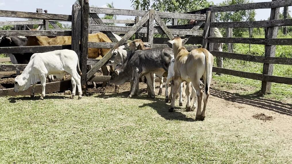 La región se considera endémica, ya que existe un reservorio donde estaría permaneciendo el virus en los murciélagos hematófagos, que son los que transmiten la enfermedad. Foto: Gentileza