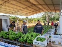 Ya está listo el primer cargamento de banana paraguaya que irá a Chile hoy. .FOTO: ARCHIVO