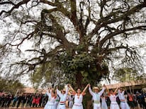 A Todo Pulmón invita a todas las escuelas y colegios a participar de la nueva categoría “El Árbol de mi Escuela” de Colosos de la Tierra.