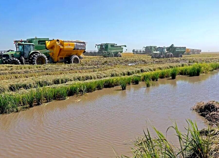 La producción de arroz está en expansión, según Cristaldo. Foto: Archivo