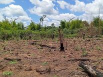 La operación “Moisés Bertoni” permitió anular plantaciones de marihuana en la Reserva Mbaracayú. Foto: Fiscalía.