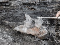 El cráneo data de 16 millones de años. Foto: RC Noticias.