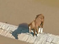 Imagen de 'Caramelo' varada durante días en un tejado en Rio Grande do Sul, Brasil.
