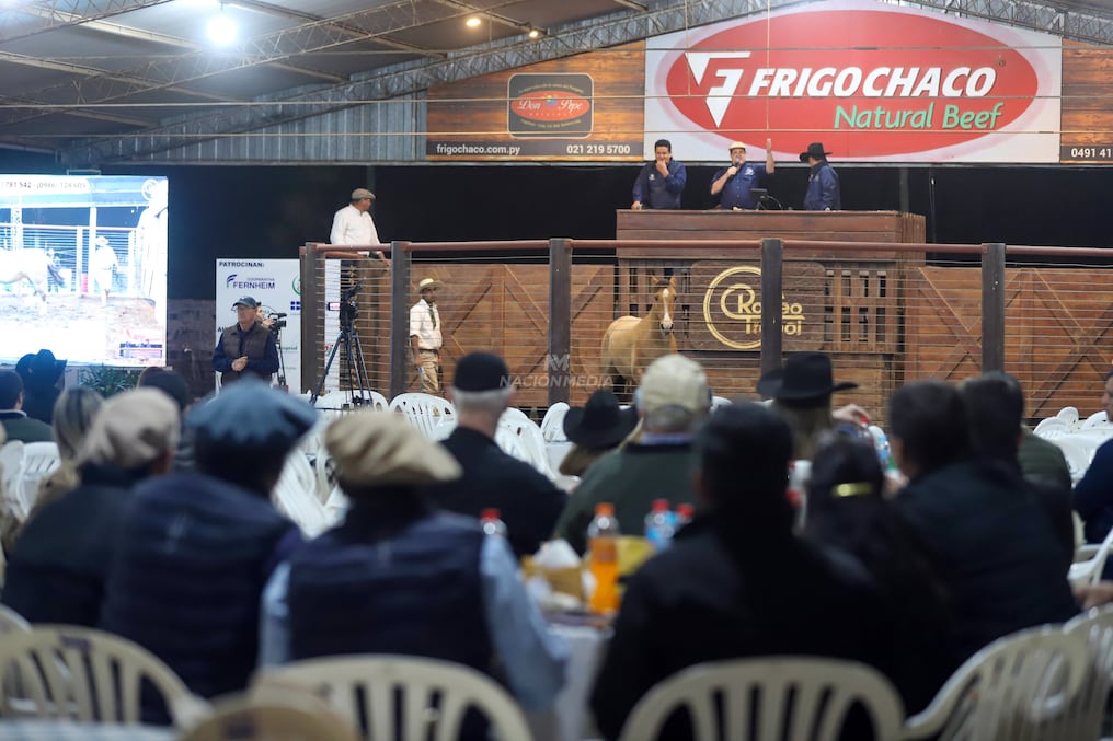 Los lotes cuentan con sangres tanto funcionales, que son los más aptos para la rienda, así como los marcheros o ideales para la resistencia. Foto: Carlos Juri