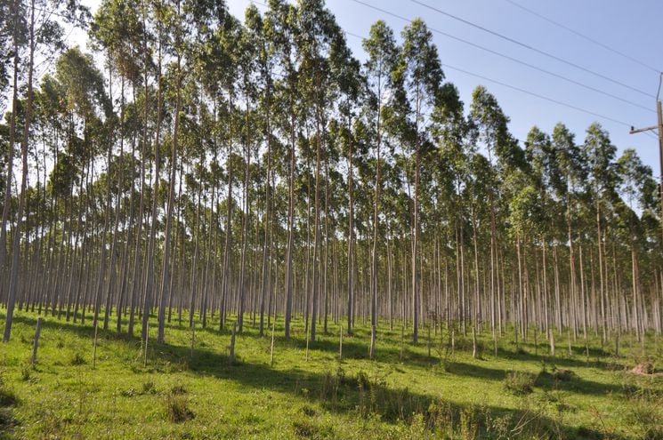 El sector forestal se encuentra en un auge considerable en Paraguay. Foto: Archivo