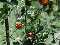 Dentro de 15 a 22  días se realizará la cosecha del tomate, indican desde el MAG. Foto: Ilustrativa