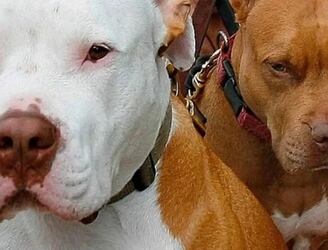 Dos perros de la raza Pitbull fueron los responsables del ataque. Foto: ilustrativa.